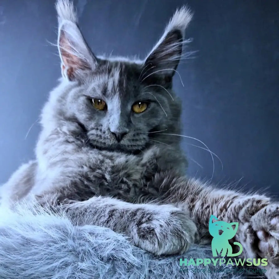 Kali Maine Coon female blue - live animals