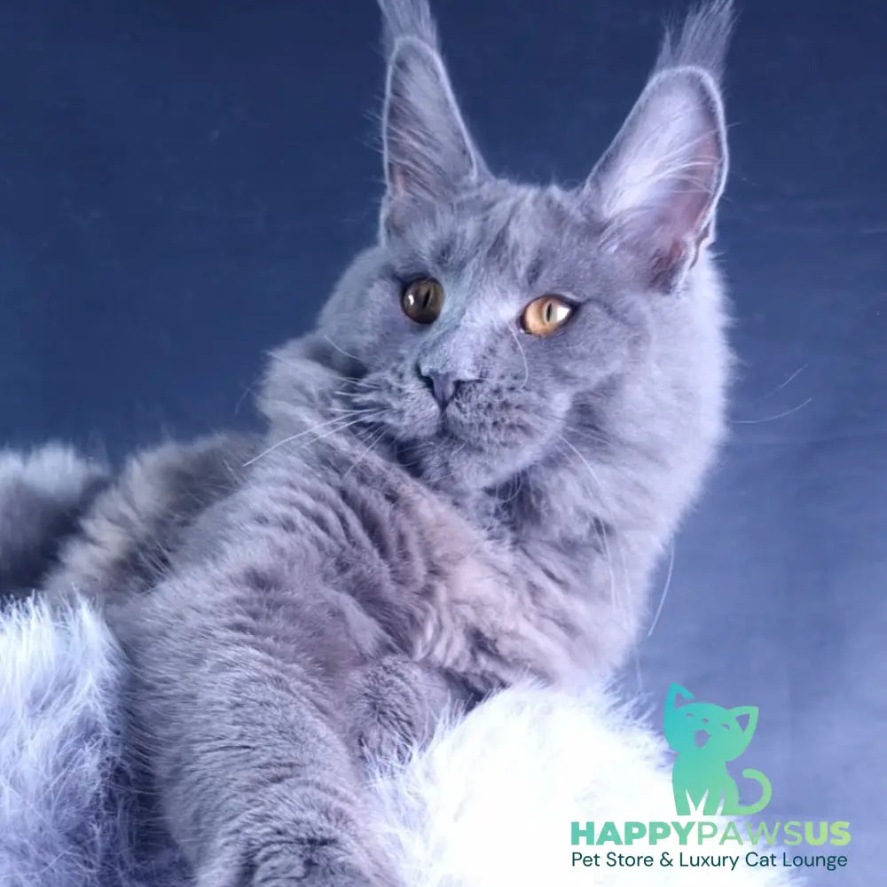 Kali Maine Coon female blue - live animals