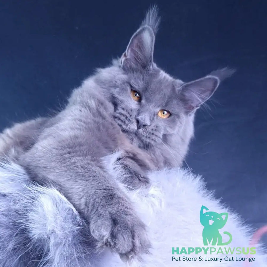 Kali Maine Coon female blue - live animals