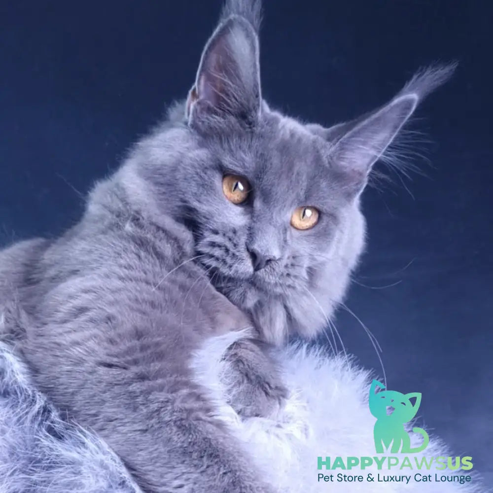Kali Maine Coon female blue - live animals