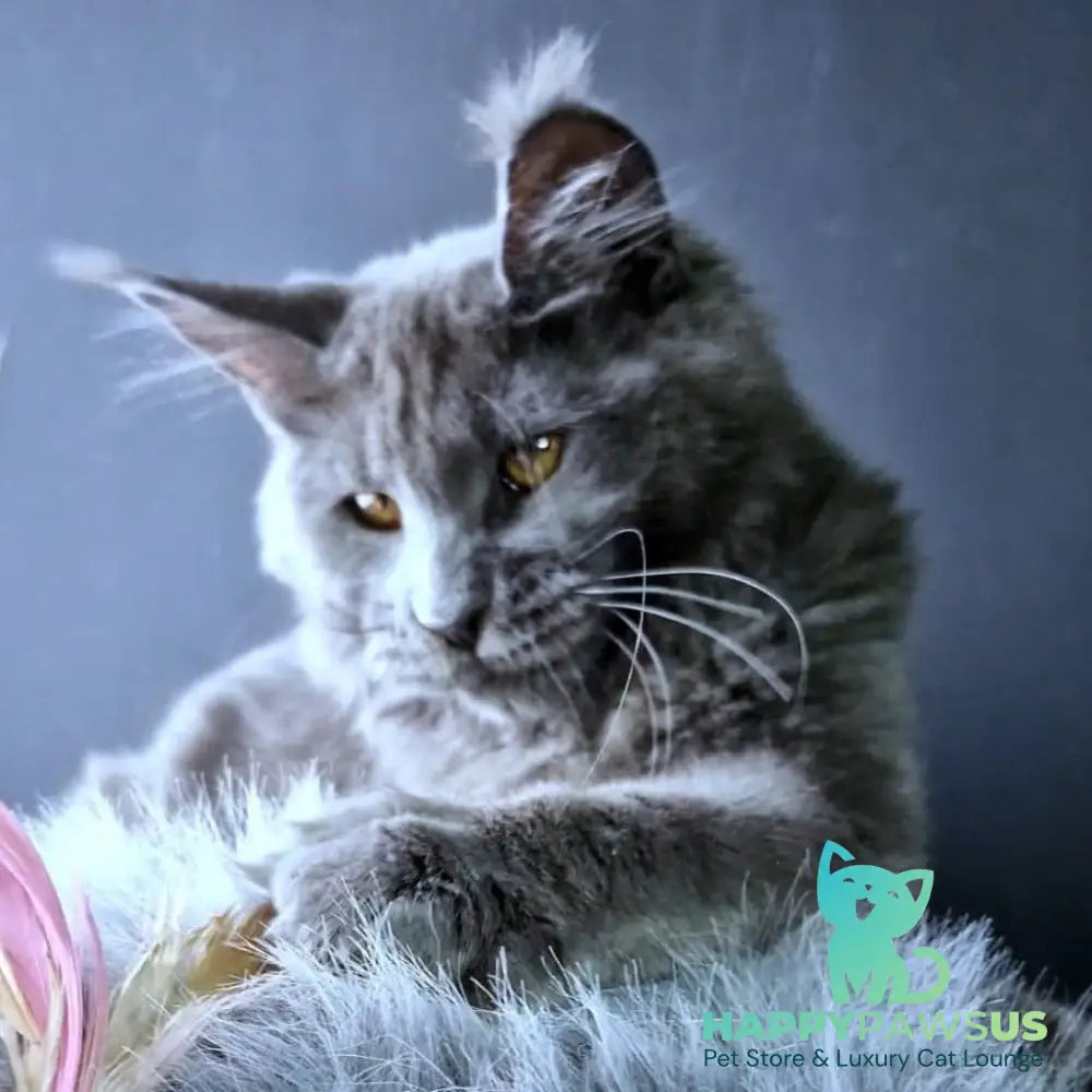 Kali Maine Coon female blue - live animals
