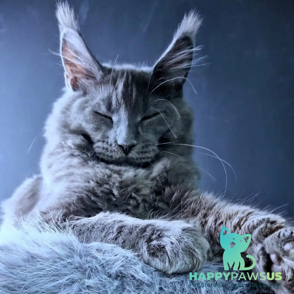 Kali Maine Coon female blue - live animals