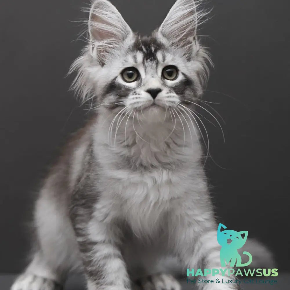 Kalila Maine Coon polydactyl 6x6x6x6 female black silver ticked tabby - live animals