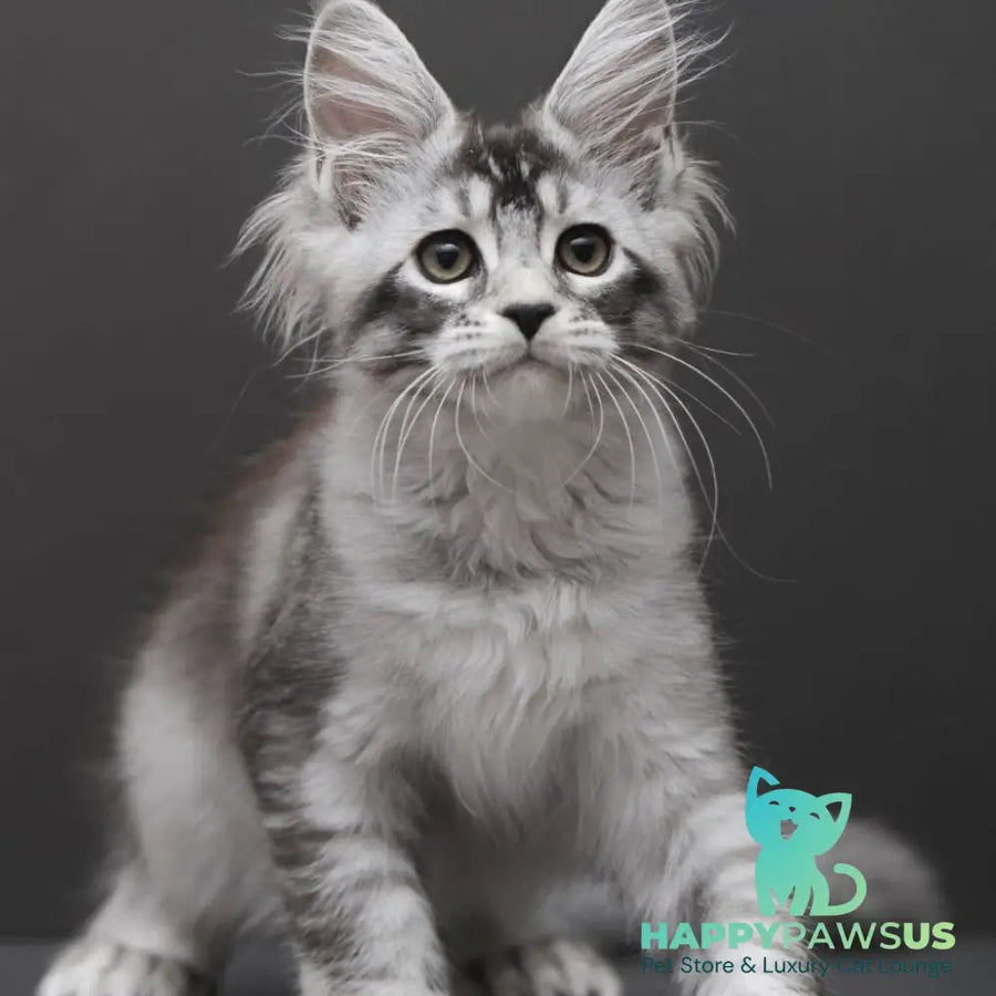 Kalila Maine Coon polydactyl 6x6x6x6 female black silver ticked tabby - live animals