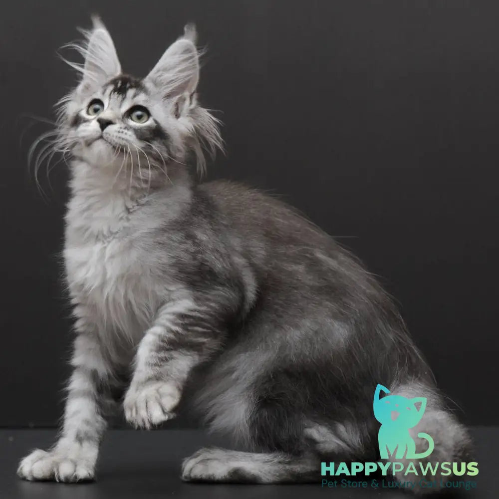 Kalila Maine Coon polydactyl 6x6x6x6 female black silver ticked tabby - live animals