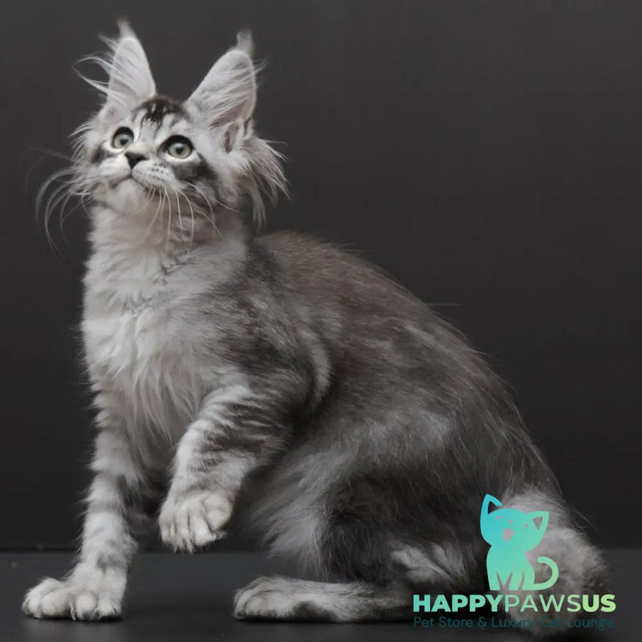 Kalila Maine Coon polydactyl 6x6x6x6 female black silver ticked tabby - live animals