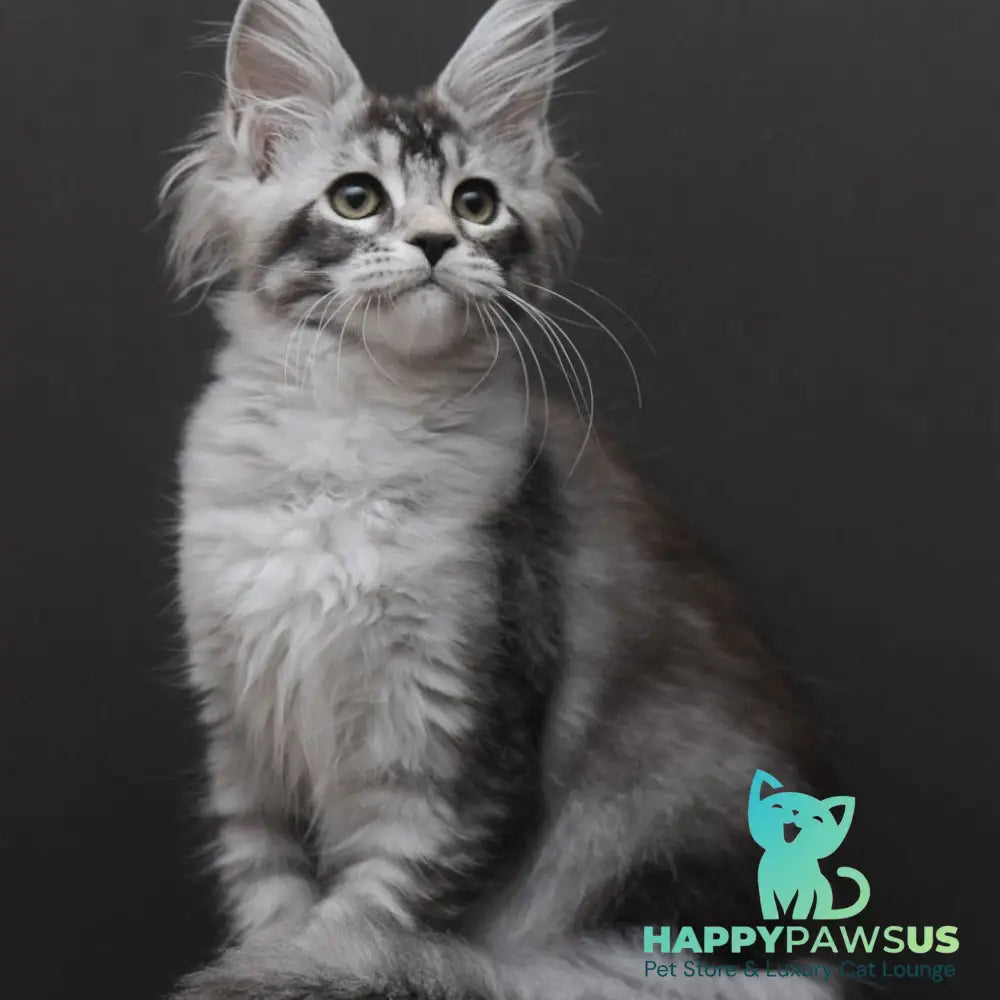 Kalila Maine Coon polydactyl 6x6x6x6 female black silver ticked tabby - live animals