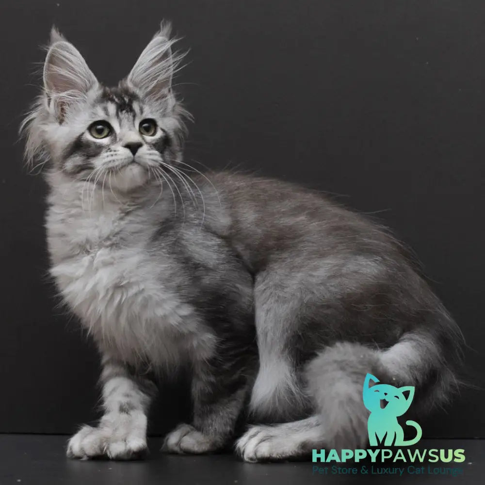 Kalila Maine Coon polydactyl 6x6x6x6 female black silver ticked tabby - live animals