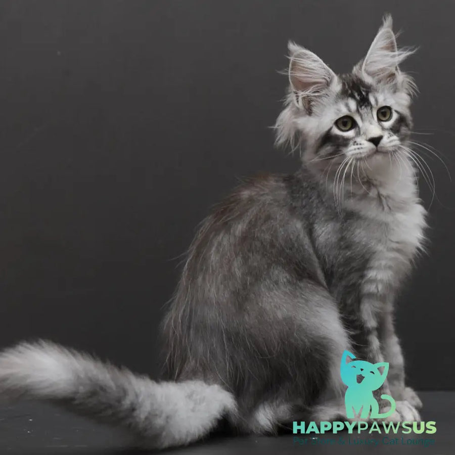 Kalila Maine Coon polydactyl 6x6x6x6 female black silver ticked tabby - live animals