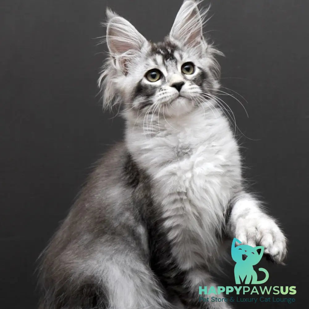 Kalila Maine Coon polydactyl 6x6x6x6 female black silver ticked tabby - live animals
