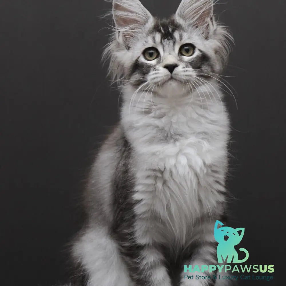 Kalila Maine Coon polydactyl 6x6x6x6 female black silver ticked tabby - live animals