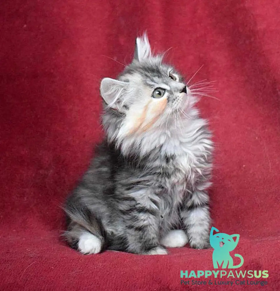 Kаlina Siberian female black tortie silver spotted tabby - live animals