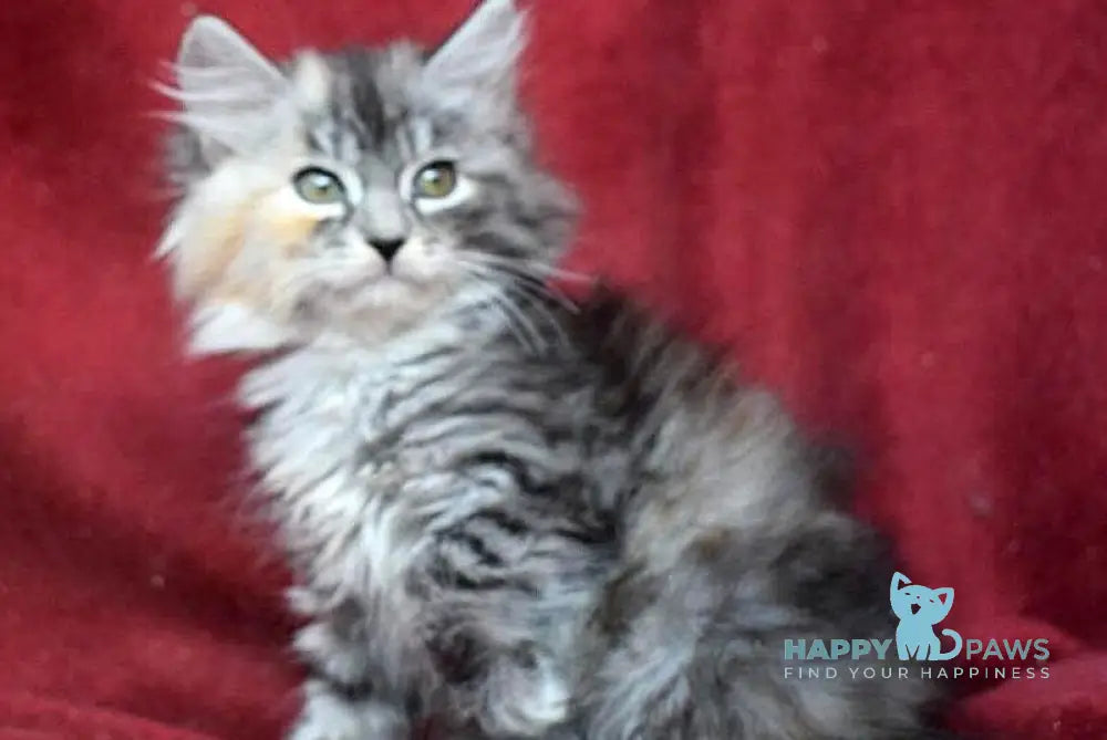 Kаlina Siberian female black tortie silver spotted tabby - live animals