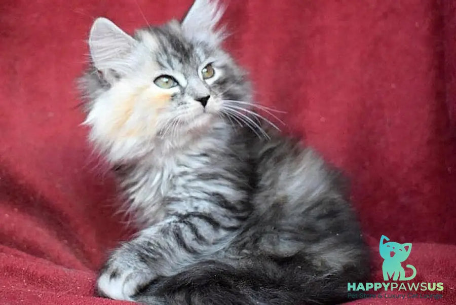 Kаlina Siberian female black tortie silver spotted tabby - live animals