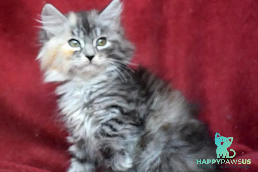 Kаlina Siberian female black tortie silver spotted tabby - live animals
