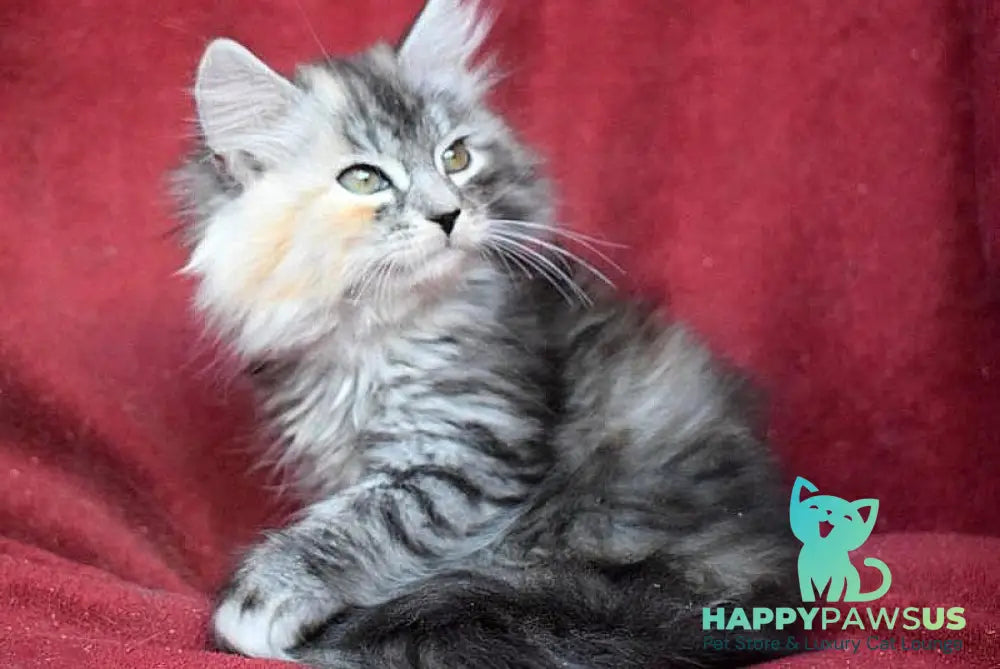 Kаlina Siberian female black tortie silver spotted tabby - live animals