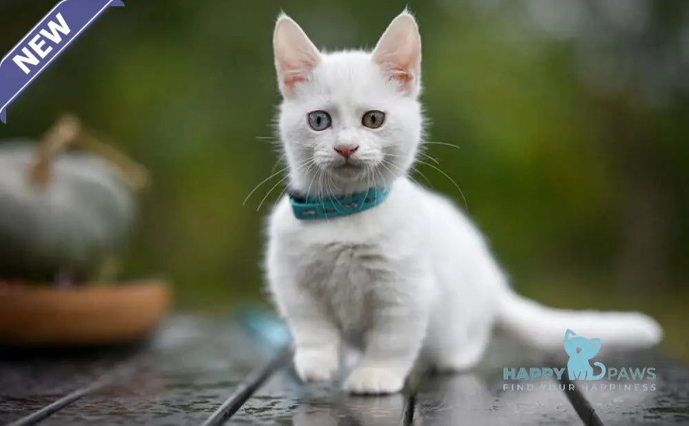 Kalista Munchkin female white live animals