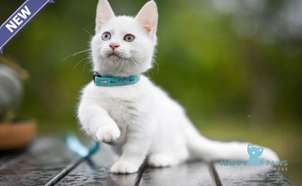 Kalista Munchkin female white live animals