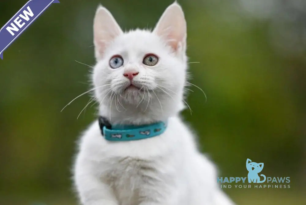 Kalista Munchkin female white live animals