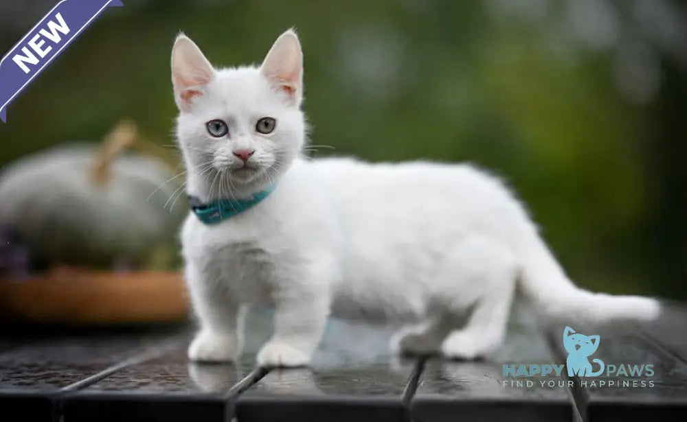 Kalista Munchkin female white live animals