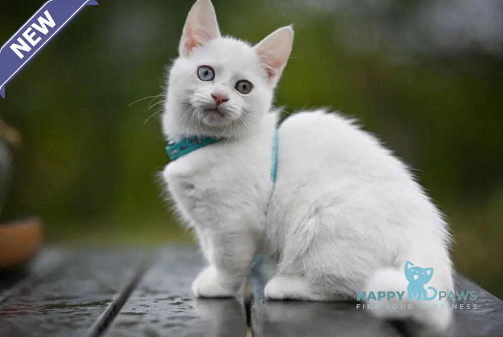 Kalista Munchkin female white live animals