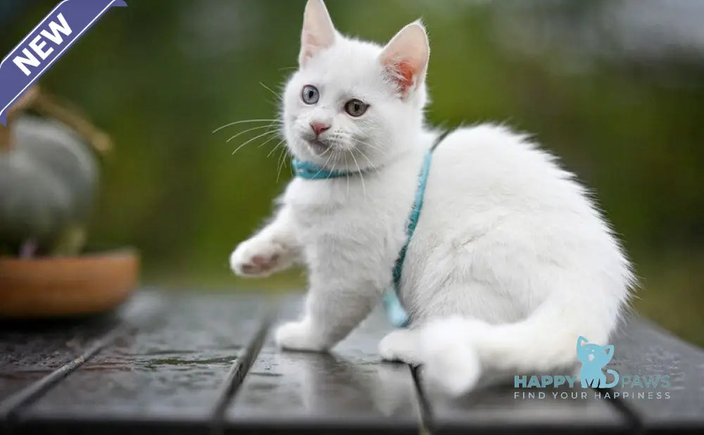 Kalista Munchkin female white live animals