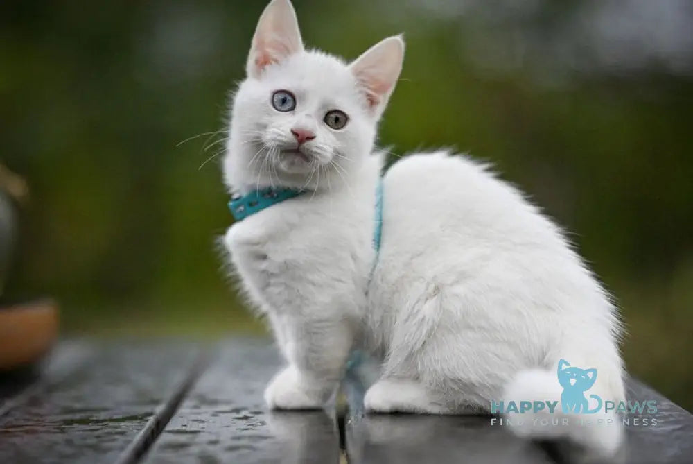 Kalista Munchkin female white live animals