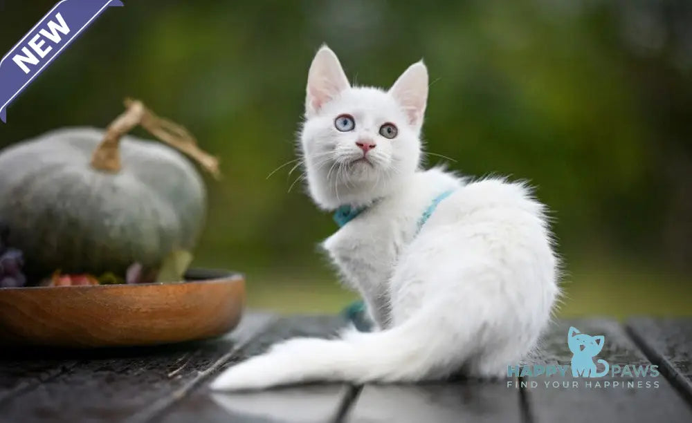 Kalista Munchkin female white live animals