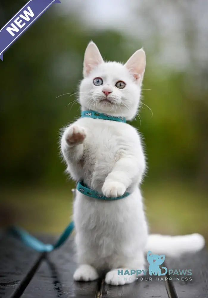 Kalista Munchkin female white live animals