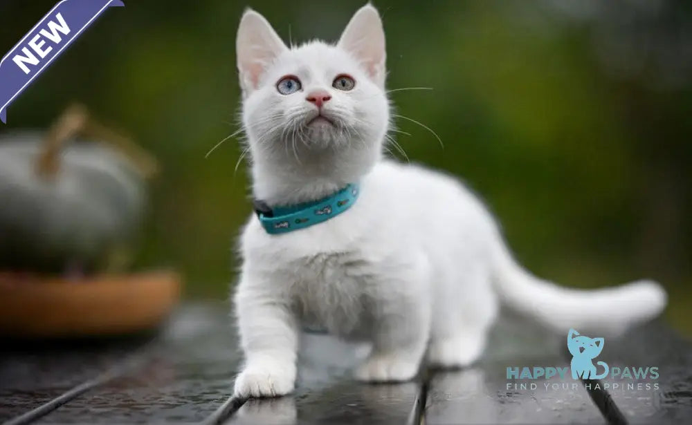 Kalista Munchkin female white live animals