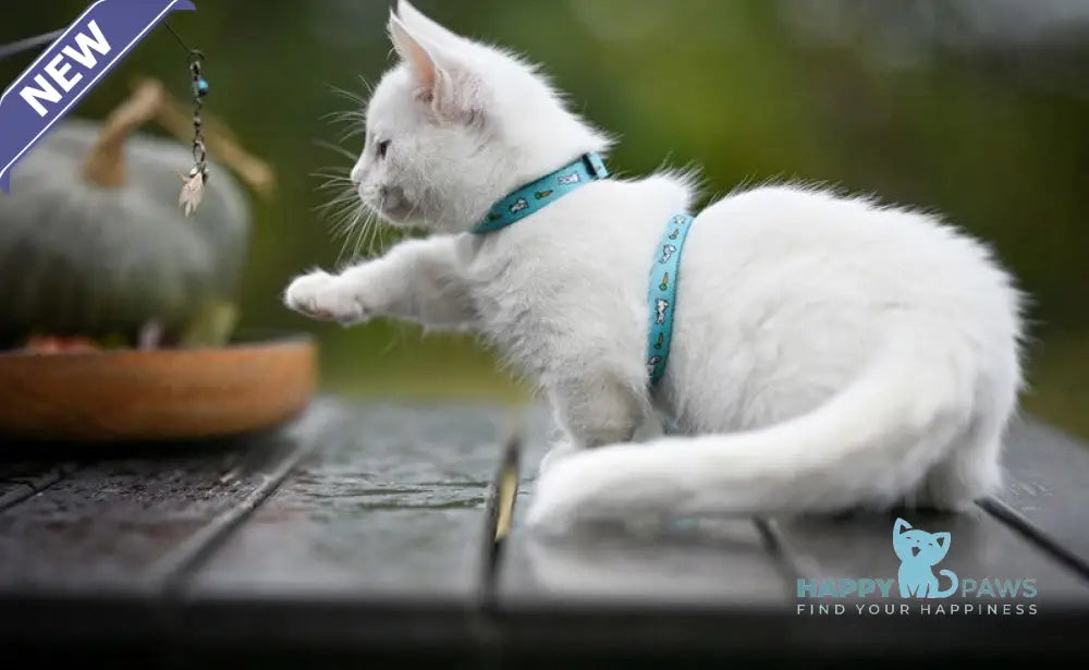 Kalista Munchkin female white live animals