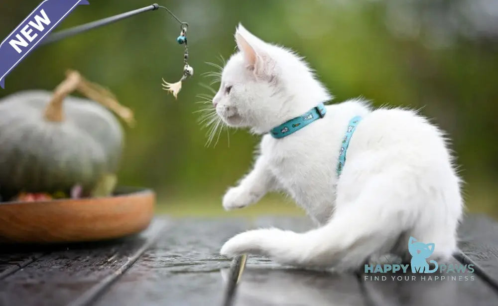 Kalista Munchkin female white live animals