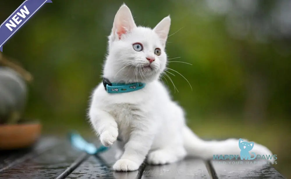 Kalista Munchkin female white live animals