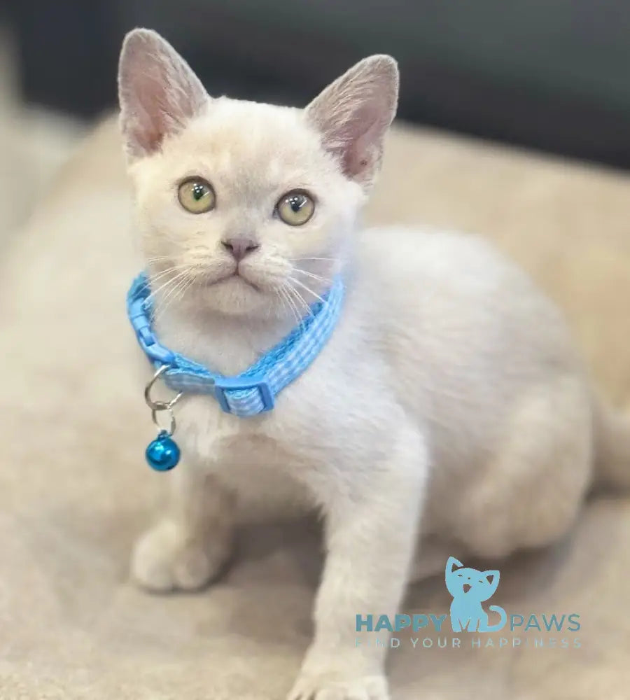 Kam Burmese male lilac live animals