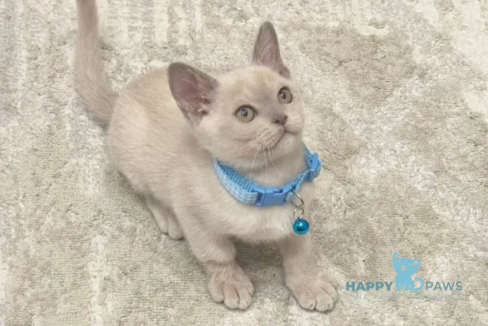 Kam Burmese male lilac live animals