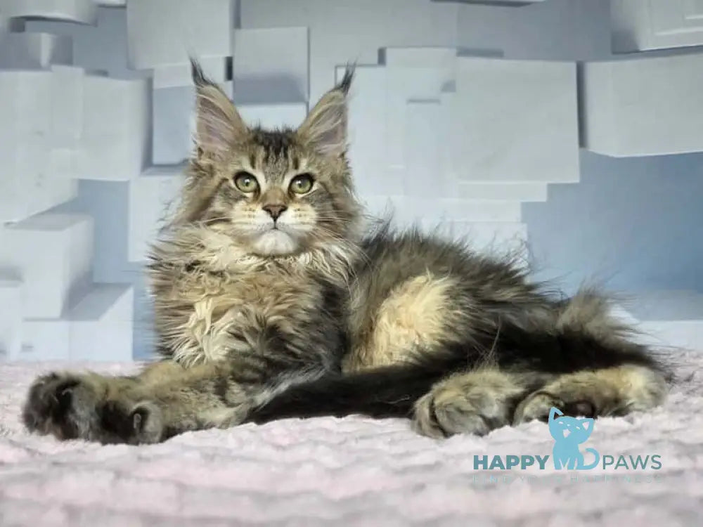 Kama Maine Coon female black ticked tabby live animals