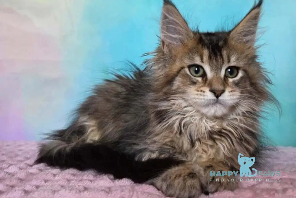 Kama Maine Coon female black ticked tabby live animals