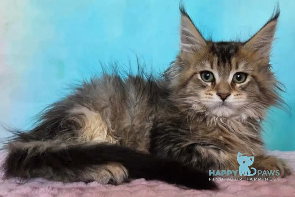 Kama Maine Coon female black ticked tabby live animals