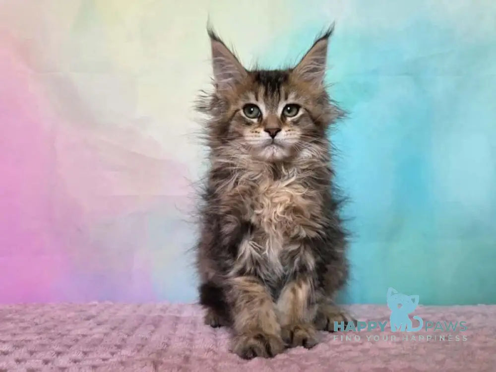 Kama Maine Coon female black ticked tabby live animals