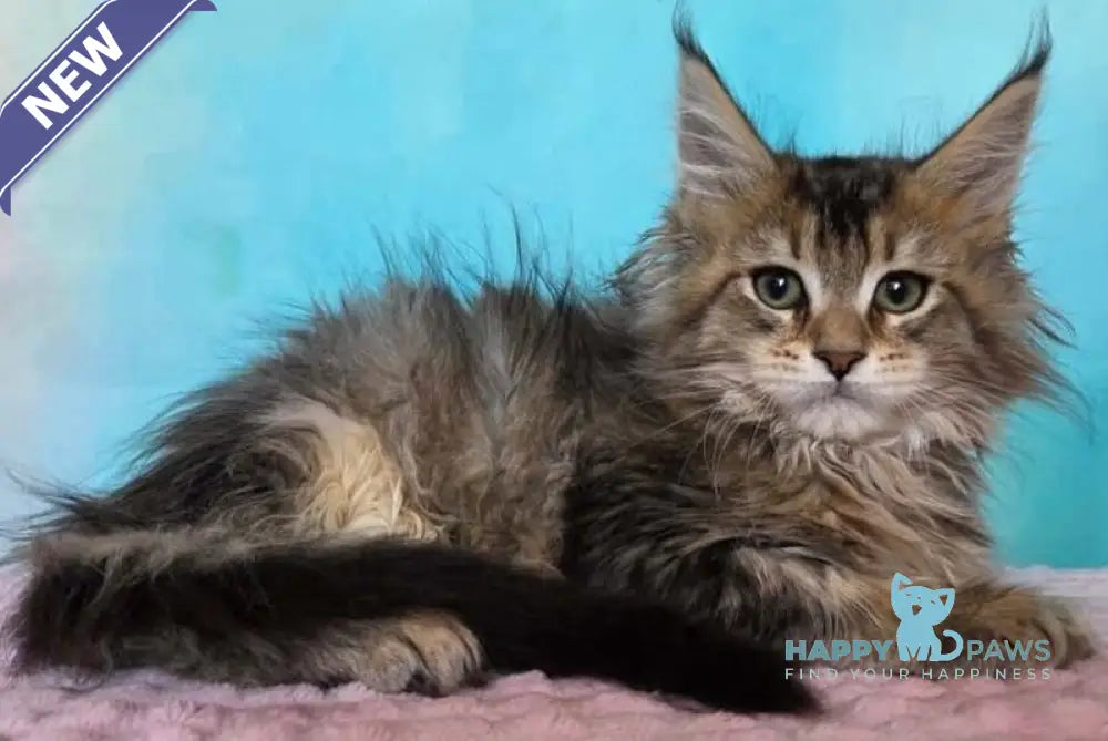 Kama Maine Coon female black ticked tabby live animals