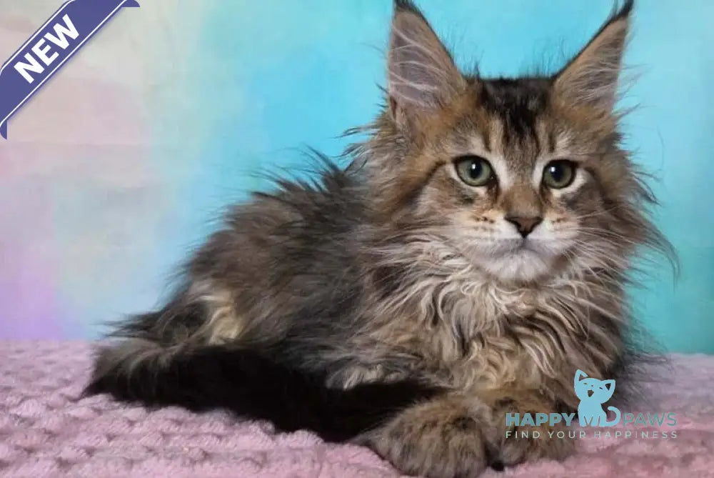 Kama Maine Coon female black ticked tabby live animals