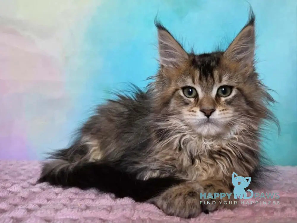 Kama Maine Coon female black ticked tabby live animals