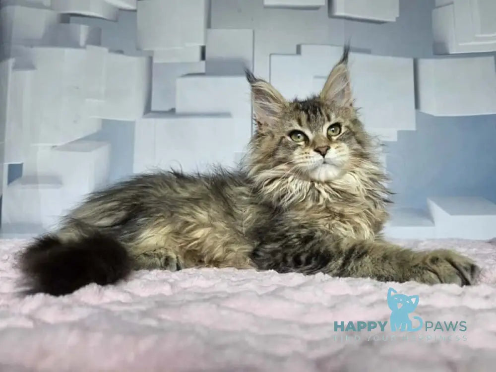 Kama Maine Coon female black ticked tabby live animals