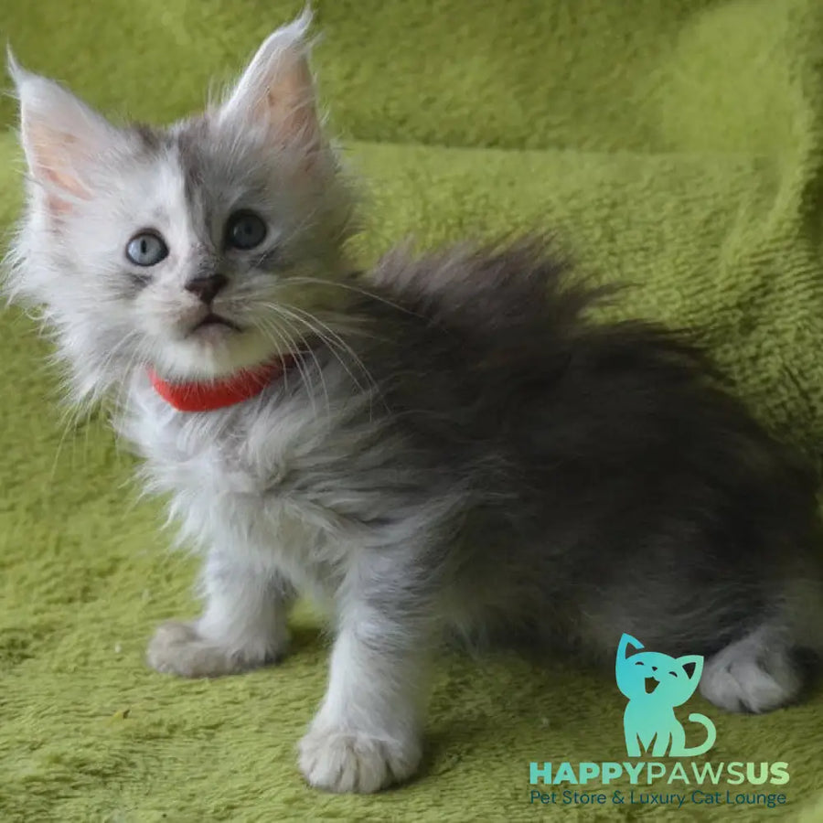 Kama Maine Coon female black tortie silver tabby - live animals