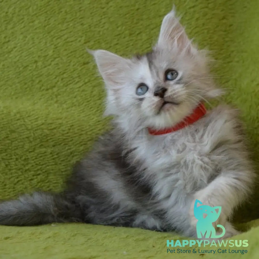 Kama Maine Coon female black tortie silver tabby - live animals