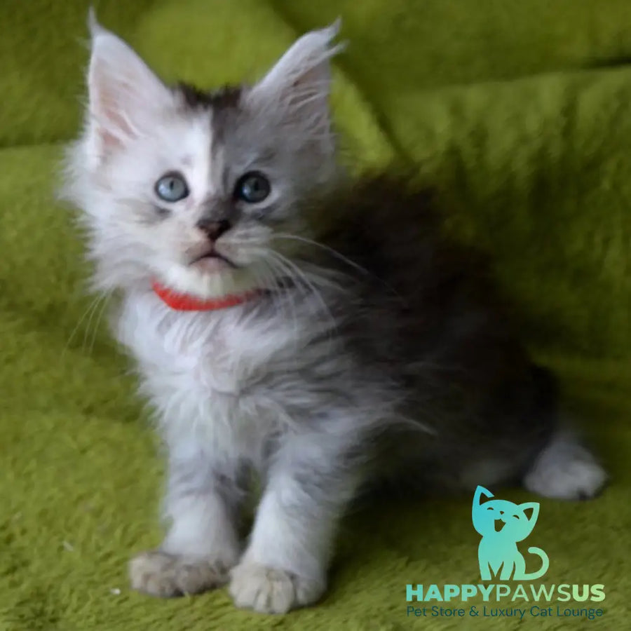 Kama Maine Coon female black tortie silver tabby - live animals