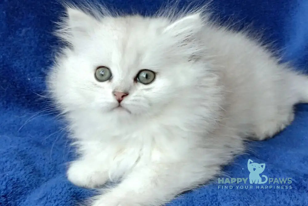 Kamalia British Longhair female black silver shaded - live animals