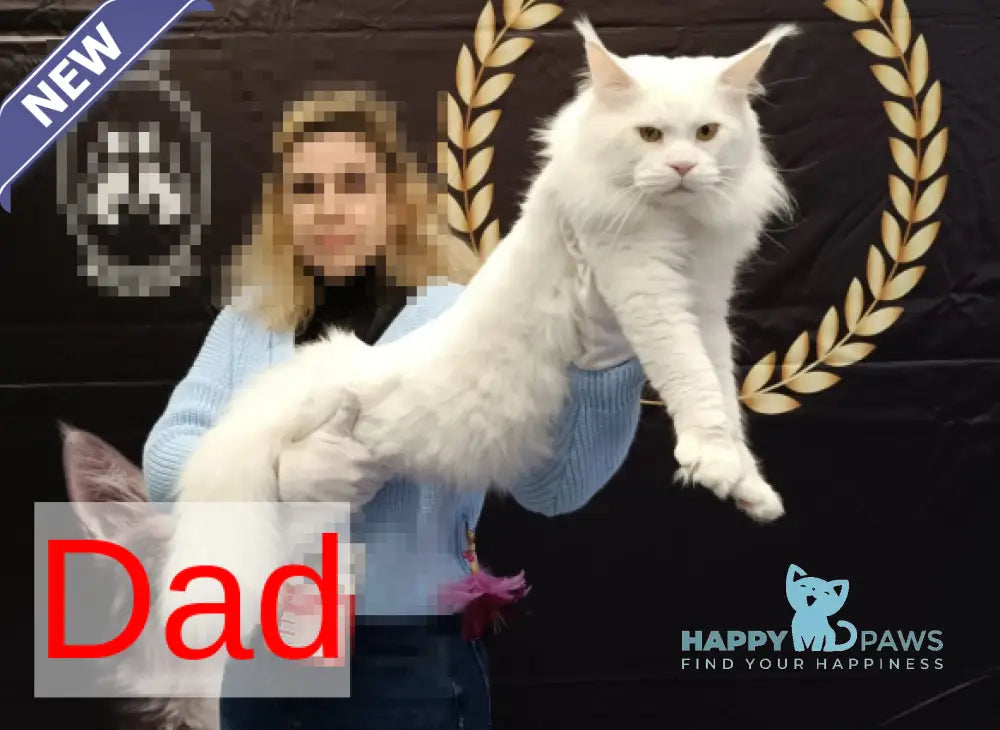 Kamalia Maine Coon female black tabby live animals