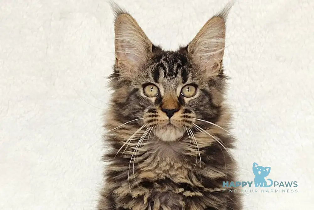 Kamalia Maine Coon female black tabby live animals