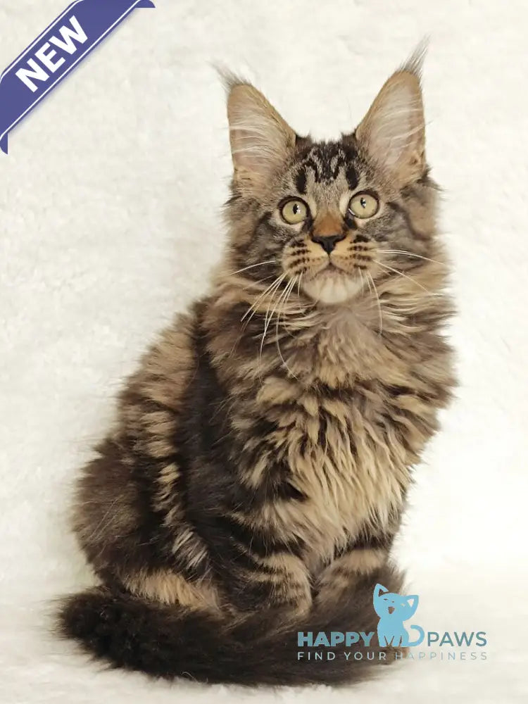 Kamalia Maine Coon female black tabby live animals